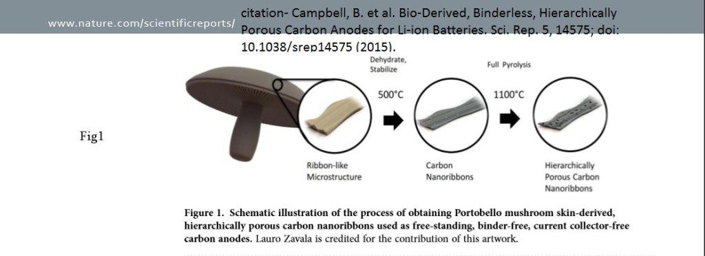 Schematic illustration of the process of obtaining Portobello mushroom skin-derived, hierarchically porous carbon nanoribbons used as free-standing, binder-free, current collector-free carbon anodes. Laura Zavala is credited for the contribution of this work.