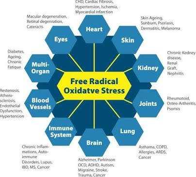 Chart of free radical oxidative stress for each organ of the body