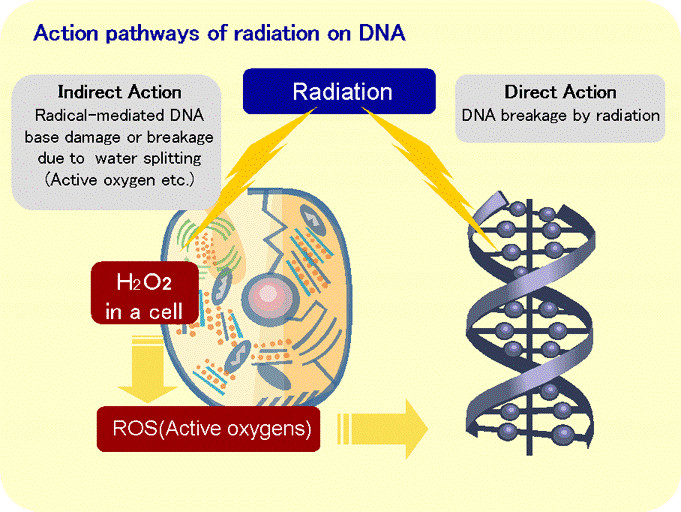 Radiation Damage To Dna The How Why Entropy