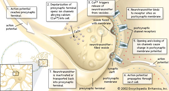 The chemical transmission of a nerve impusle at a synapse.