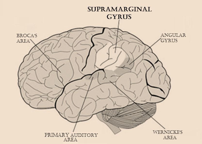 Right Supramarginal gyrus in involved in empathy reactions