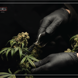 cannabis_cultivation